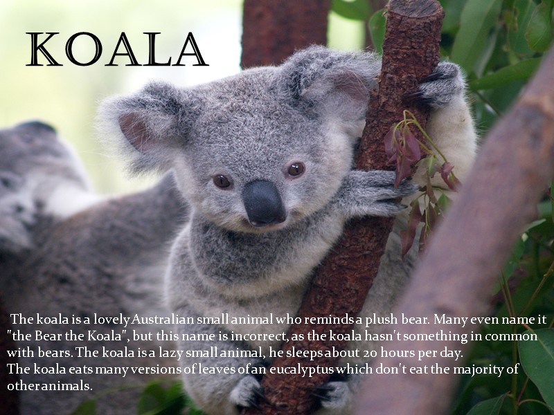 The koala is a lovely Australian small animal who reminds a plush bear. Many